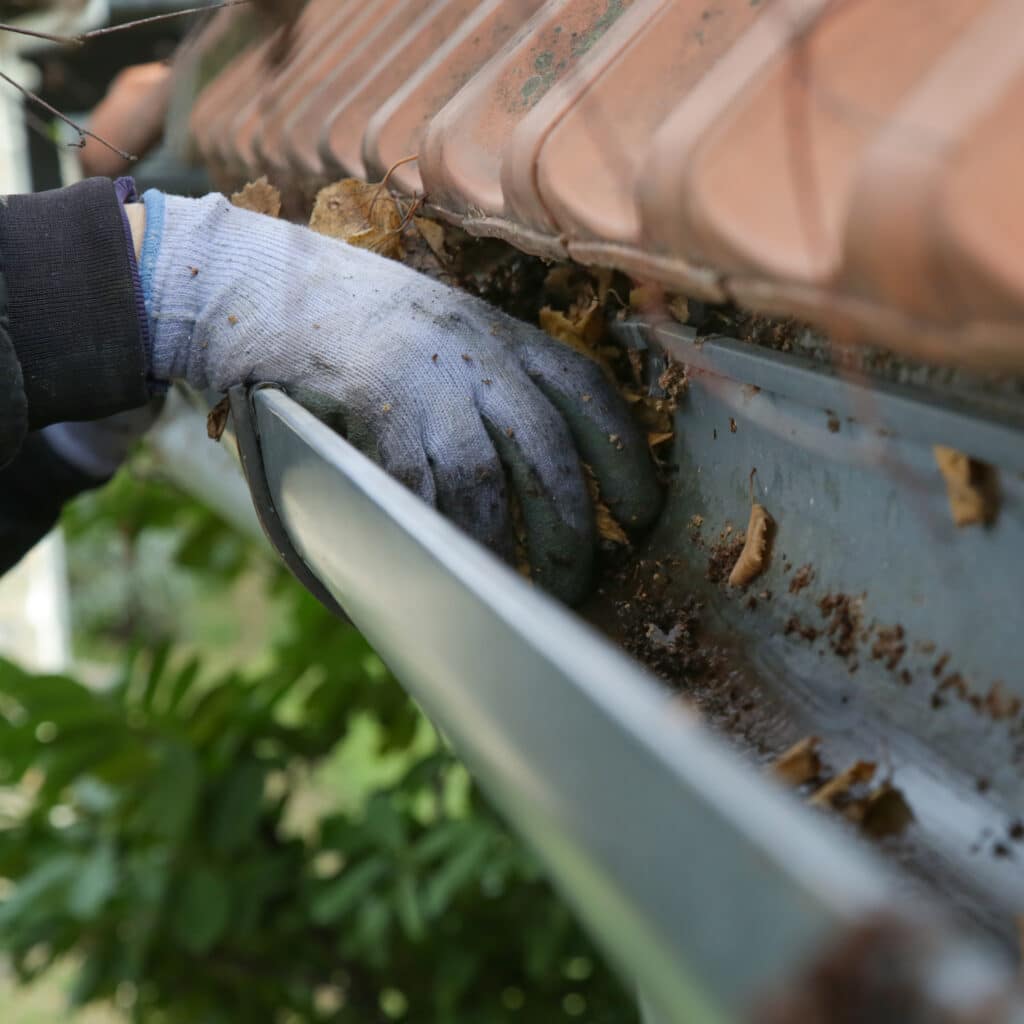 Main gantée nettoyant une gouttière remplie de feuilles et de saletés. Tuiles de toit moussues et feuillage vert flou à l'arrière-plan.